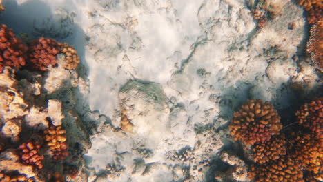 Filmische-Unterwasseraufnahme-Eines-Hellen-Und-Farbenfrohen-Unterwasserriffs-Mit-Sandigem-Meeresboden-In-4K,-120-Fps,-Slomo