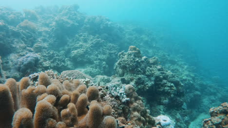 Filmische-Zeitlupenaufnahme-Eines-Hellen-Und-Farbenfrohen-Korallenriffs-Mit-Fischen-In-Sehr-Klarem-Wasser,-4K-Slomo