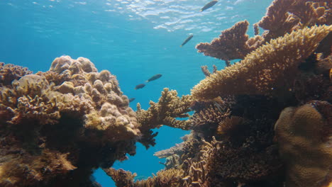 Filmaufnahme,-Wie-Man-Die-Kamera-An-Einem-Hellen-Und-Sonnigen-Tag-Von-Einem-Komplexen-Und-Wunderschönen-Korallenriff-In-Sehr-Klarem-Wasser-Wegbewegt,-4k,-Slomo