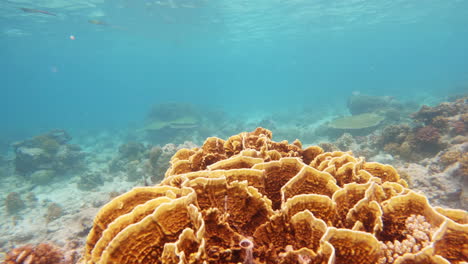 Cinematic-slow-motion-shot-of-corals-underwater-in-bright-orange-on-a-brigh-and-sunny-day-with-very-clear-waters,-Slomo