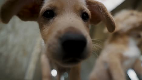 Cachorros-Pequeños-En-Un-Pueblo-Rural-De-Ecuador---Cerrar