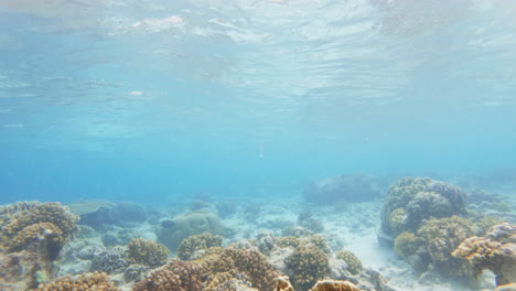 Filmische-Zeitlupenaufnahme-Von-Korallen-In-Einem-Korallenriff-Unter-Wasser-Bei-Sehr-Klaren-Und-Hellen-Bedingungen,-Slomo,-4k