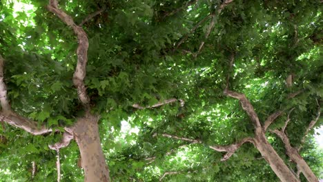 Ahornbäume-Und-Ihre-Zweige-Verflechten-Sich-Miteinander-Und-Bilden-Eine-Natürliche-Decke