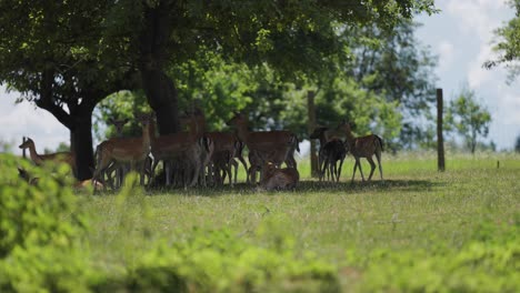 A-herd-of-deer-under-the-shade-of-trees-alerted-by-danger