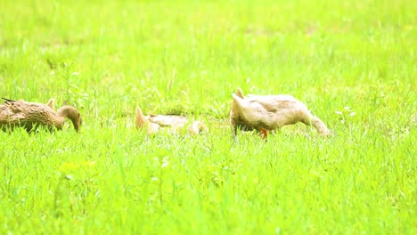 Rouen-clair-duck-,in-India-strolling-over-grass-field-eating-and-flapping-their-wings