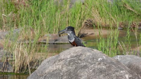 The-ringed-kingfisher-is-a-large,-conspicuous,-and-noisy-kingfisher-bird