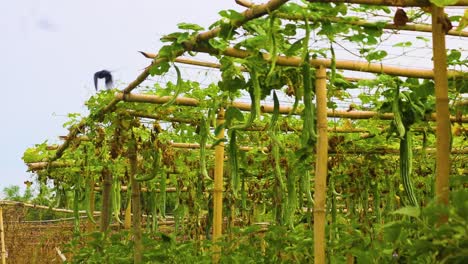 Schlangenkürbis-Gemüsegarten,-Drongo-Vogel,-Bambusstruktur,-Bangladeschische-Landwirtschaft