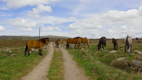 horses-grazing-along-dirt-path-with-young-foals,-slowly-moving-out-of-way,-dolly-push-in
