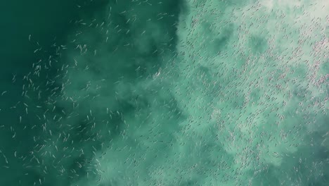 Fischschwarm-Schwimmt-Auf-Der-Oberfläche-Des-Blauen-Meeres-In-Costa-Da-Morte,-Camariñas,-Spanien