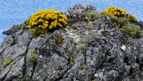 Bunches-of-yellow-flowers-sit-on-top-of-exposed-lichen-covered-rocks-with-lake-background,-sierra-segundera-zamora-spain