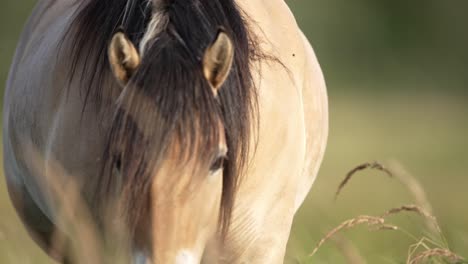 Wild-Horse-Close-Up-Looking-into-Camera,-Walking-Toward-Camera,-Shallow-Depth-of-Field,-Portrait,-Slow-Motion