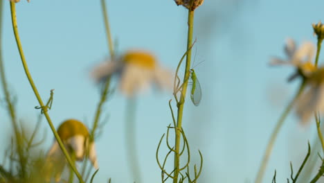Grüne-Libelle-Thront-Auf-Pflanzenzwischenräumen,-Bevor-Sie-An-Einem-Warmen-Sommertag-Davonfliegt