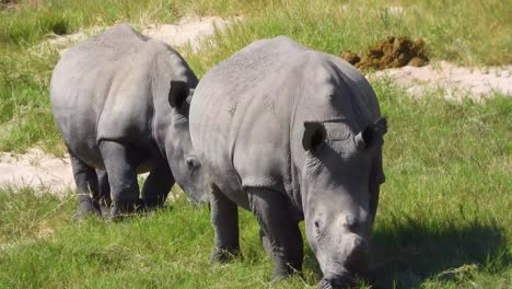 Rinoceronte-Africano-Rinoceronte-Blanco-Rinoceronte-Comiendo-Hierba-Verde-En-El-Parque-Nacional-Kruger-Sudáfrica