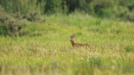 Roe-Deer-Alone-in-Open-Forest-Meadow,-Disappearing-intoLong-Grass,-Forest,-Cinematic-Establishing-Shot,-Slow-Motion