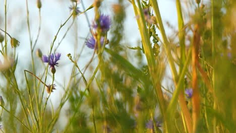 Cinematic-Dolly-Along-Meadow-Grass-With-Purple-Flowers-During-Golden-Hour-Sunset-Light