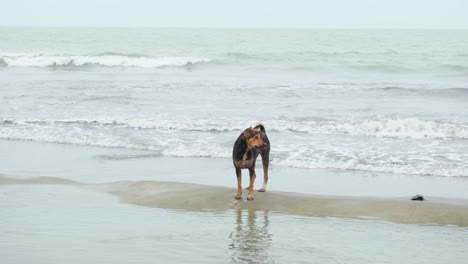Domestizierter-Hund-Steht-über-Einer-Sandbank-Mit-Tosenden-Wellen-Am-Strand-Von-Kuakata,-Bucht-Von-Bengalen,-Bangladesch
