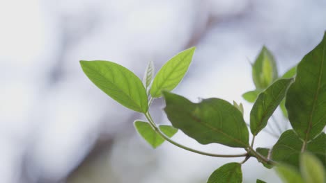 Close-up-shot-of-green-leaves-on-branches-with-blurred-background-on-a-sunny-day