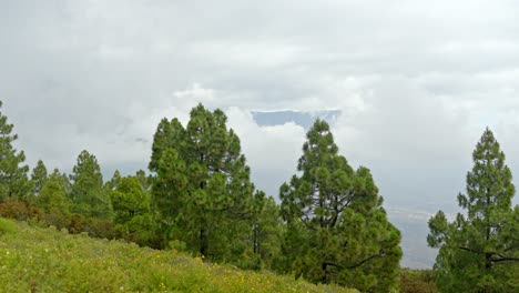 Tenerife-Selva-Exuberante-Vegetación-Acercándose-A-Los-Alpes