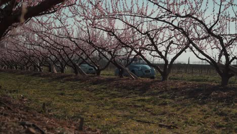 A-country-lane-is-depicted,-lined-with-blooming-trees,-along-which-retro-cars-are-driving-one-after-another