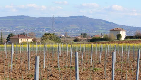 Static-shot-of-vineyards-wine-gardens-with-rows-plants-with-hills-in-the-background-on-a-sunny-day