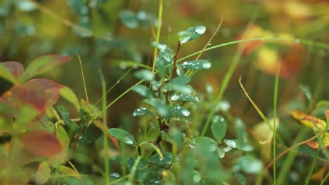 Green-blueberry-leaves-strewn-with-shimmering-dew-drops