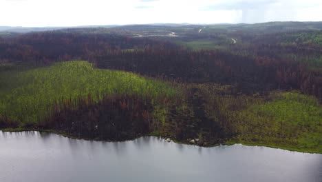 Scattered-dark-grey-burnt-charred-and-green-healthy-untouched-patches-from-forest-fire-by-water-Lebel-Sur-Quevillon,-Quebec,-Canada
