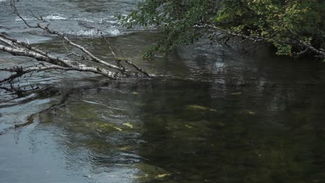 A-dead-tree-lays-in-the-shallow-stream