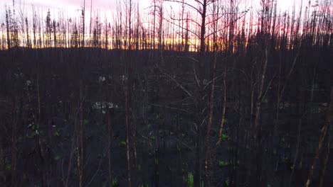 Aftermath-of-a-forest-fire-in-a-charred-environment-in-drone-view