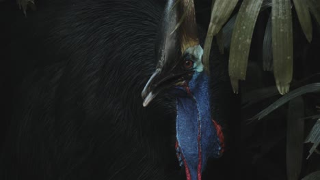 Cassowary-hiding-behind-green-bushes-in-rainforest,-very-colourful-and-prehistoric