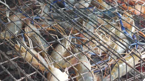 live-raw-fresh-jumping-blue-river-shrimp-prawn-in-metal-cage-ready-to-grill-cook
