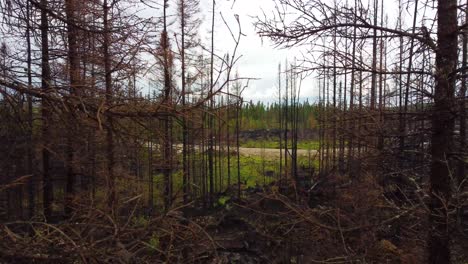 Flying-close-to-burnt-pine-trees-in-a-devastated-blackened-forest-after-wildfire