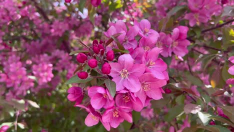Flores-De-Manzana-Rosa-En-Plena-Floración-En-Primavera-En-Toronto,-Primer-Plano