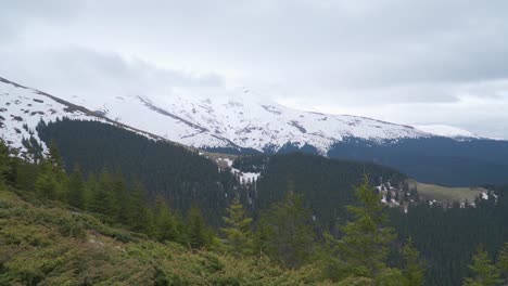 Green-forest-landscape-on-mountain-slopes