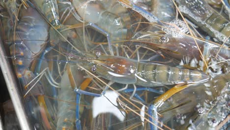 live-raw-fresh-river-prawn-in-water-bucket-for-sale