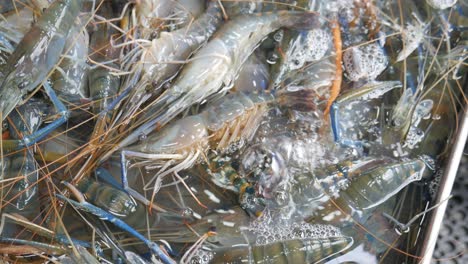 Rohe,-Lebende,-Frische-Flussgarnelen-Im-Wassereimer-Zum-Verkauf-Auf-Dem-Thailändischen-Fischmarkt