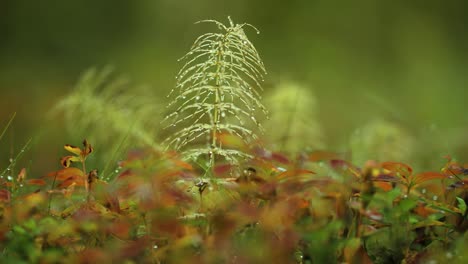 Delicate-horsetail-plant-sticks-out-of-the-colorful-autumn-undergrowth-in-the-Norwegian-tundra