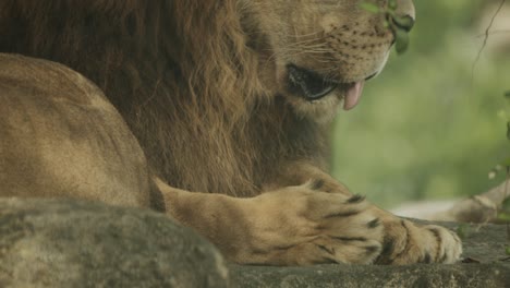 Big-African-male-lion,-tilt-up-from-paw-to-reveal-the-face-and-mane