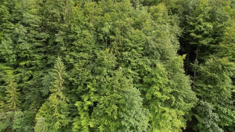 Aerial-panning-view-of-green-Alpine-trees-in-Switzerland-forest