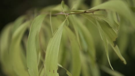Close-up-shot-of-green-leaves-on-a-bush