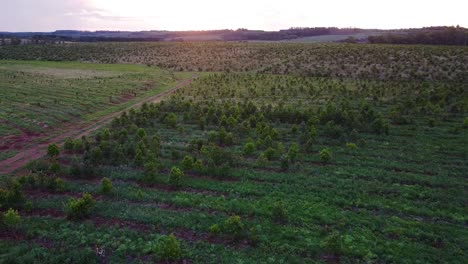 Erkundung-Der-Argentinischen-Yerba-Mate-Plantage-Von-Oben,-Sonnenuntergang-Im-Hintergrund