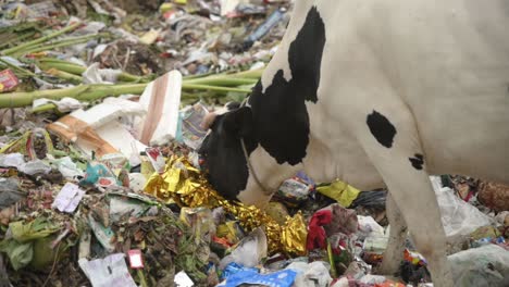 Cow-and-animals-eating-plastic-and-garbage-at-landfill-or-junkyard,-unhygienic-for-animals,-pollution-and-human-waste