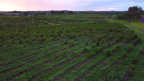 Cinematic-Aerial-Footage-Of-The-Yerba-Mate-Fields-At-Sunset-Time