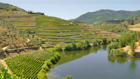 Lush-Vineyard-Terraces-On-The-Bank-Of-Douro-River-In-Douro-Valley,-Porto,-Portugal