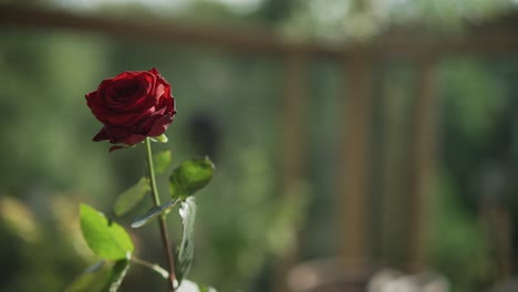Primer-Plano-De-Una-Rosa-Roja---Plantas-Ornamentales-Cultivadas-En-El-Jardín