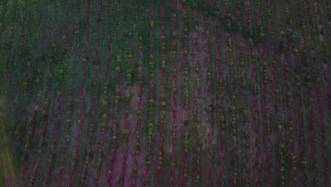 Aerial-Top-Down-Footage-Of-The-Yerba-Mate-Plantation,-Apóstoles,-Argentina