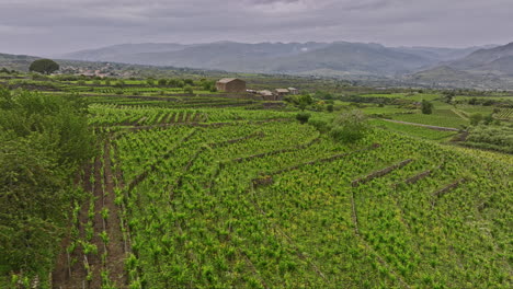 Sicily-Winery-Italy-Aerial-v3-cinematic-tracking-shot-drone-flyover-capturing-the-vast-terroir-of-vineyards-at-the-wine-estate,-nestled-on-the-hilly-slope---Shot-with-Mavic-3-Cine---June-2023