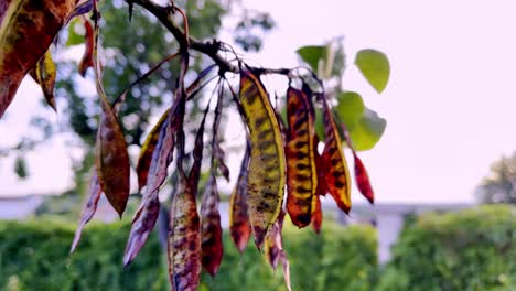 Close-up-Shot-of-Dry-Yellow-Red-Leaves-Hanging-in-Tree-in-Garden