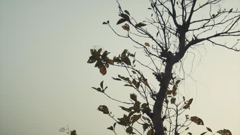 Cerca-De-Un-árbol-Con-Pocas-Hojas,-Silueta.