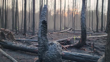 Verkohlte-Überreste-Von-Baumstümpfen-Und-Geschwärzten-Bäumen-Nach-Waldbränden-In-Ontario,-Kanada