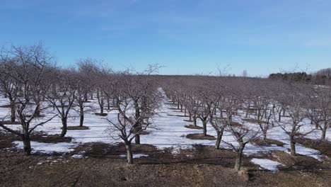 Perfect-lines-of-cherry-orchard-in-winter-season,-aerial-drone-view